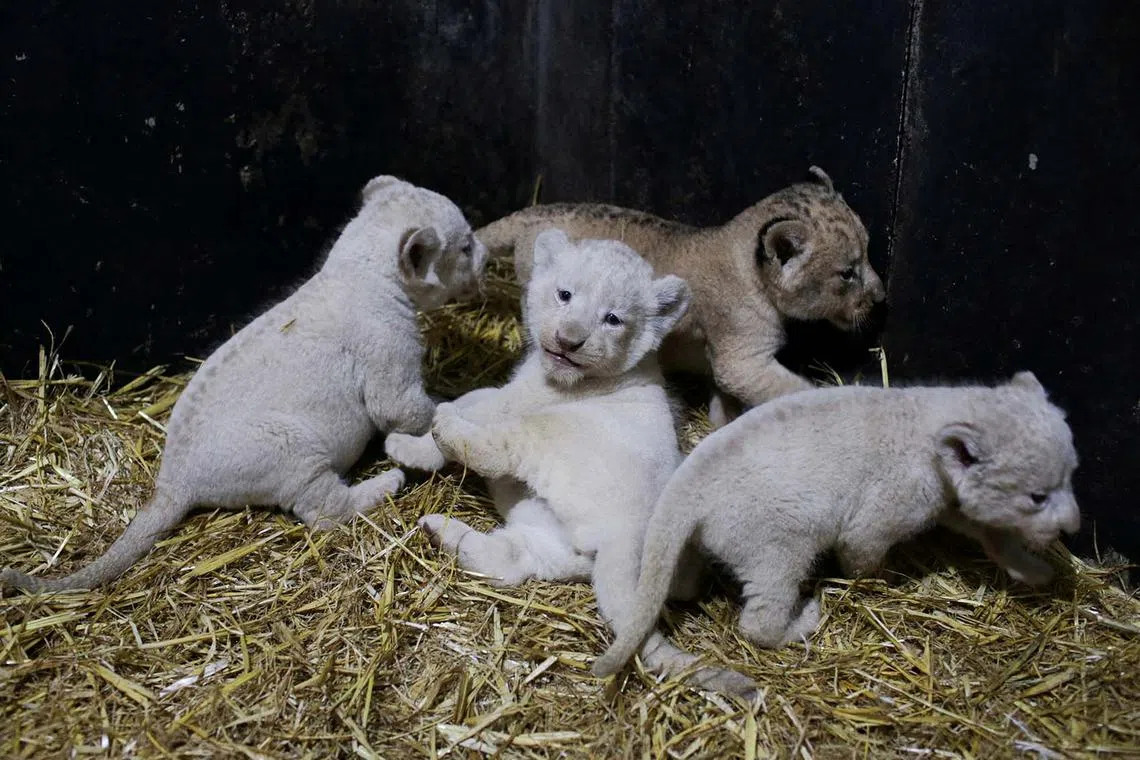 Three white lion cubs and one brown cub are pictured in their enclosure at Mostaland park in Mostaganem, Algeria, Dec 8, 2022. 