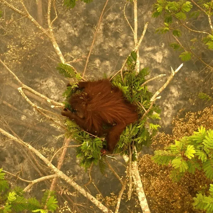Novita the ape nesting in a tree for safety, as thick smoke from forest fires below her waft up, in Indonesia’s Borneo in September.