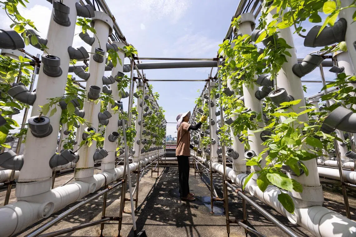 Tradespeople who enter lift maintenance, urban farming, and other specialised fields are increasingly playing an indispensable role, says the writer.