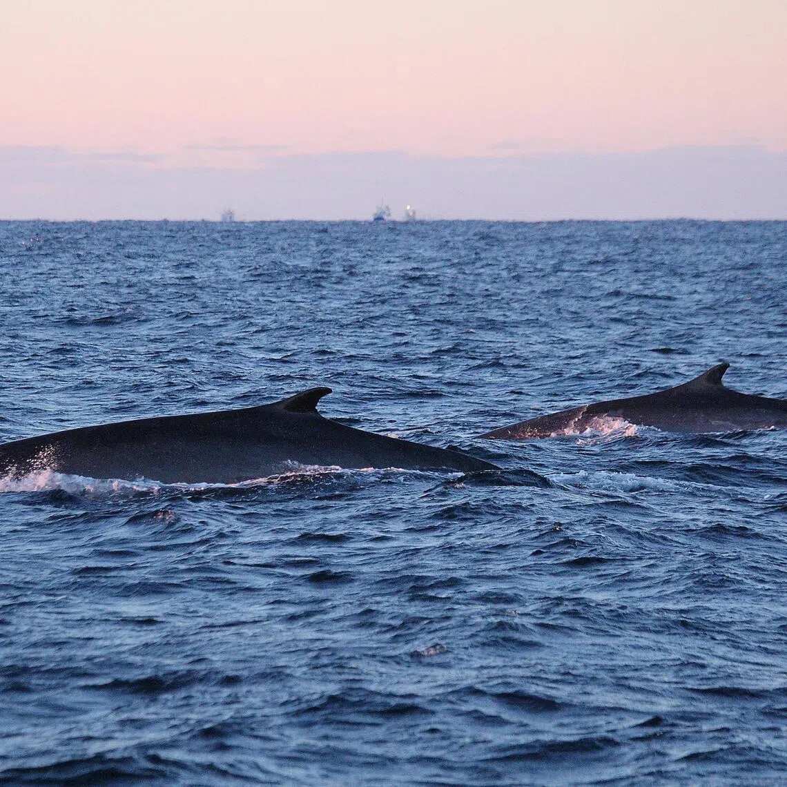 Icelandic public broadcaster RUV reported that two fin whales were killed.