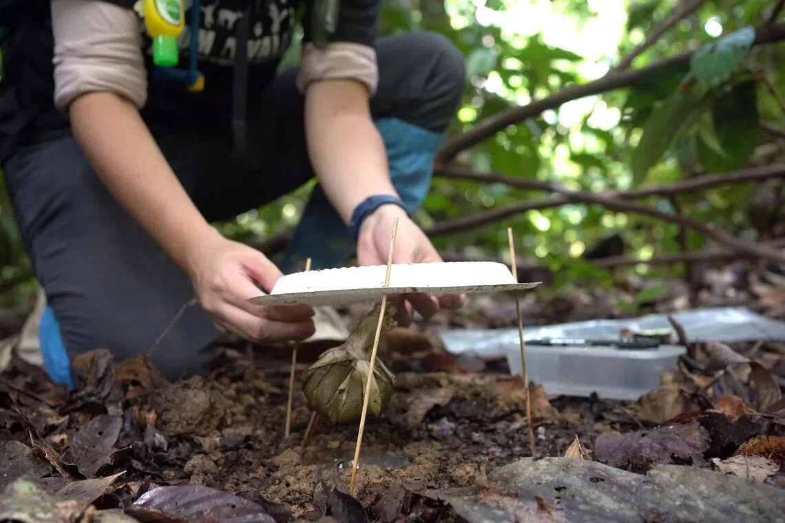 A trap with a plastic bottle dug into the soil to catch dung beetles, and a disposable plate overhead. The bait hangs under the plate to lure the beetles.
