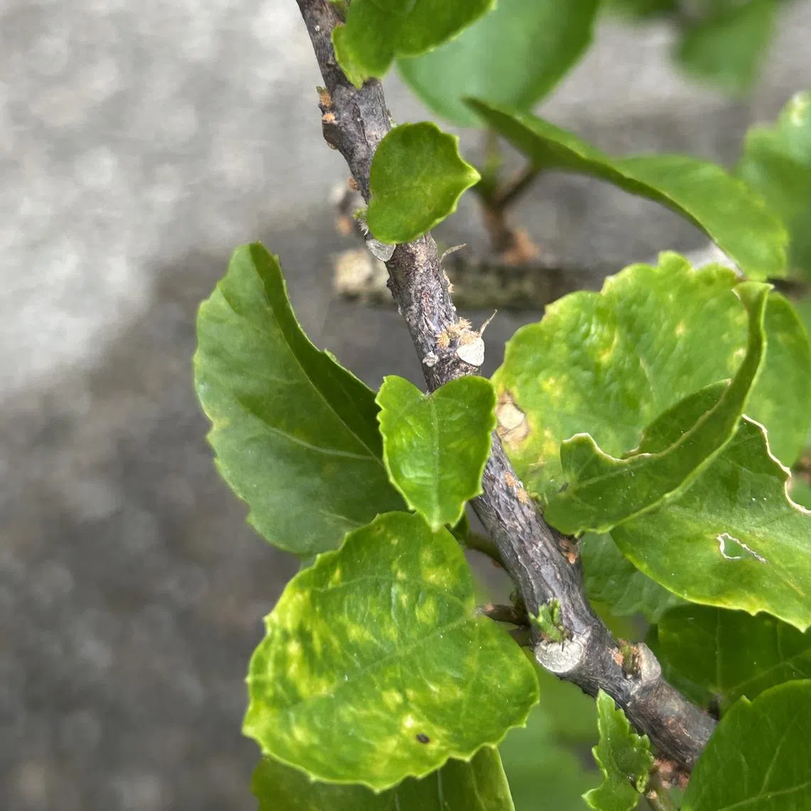 Unless the plant is small or weak, it may be best to prune the more infested portions first to reduce the pest population.