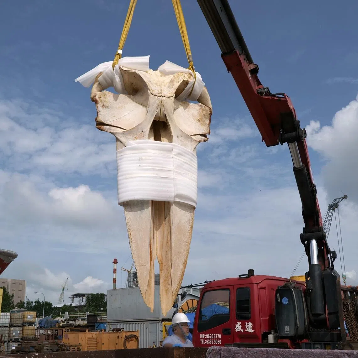 The Omura's whale was recovered off Singapore waters in September 2025.