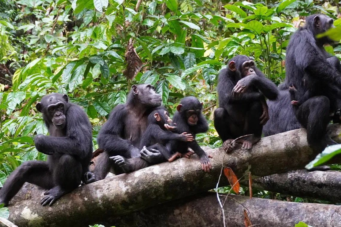 The study records for the first time the use of this age-old human military strategy by our species’ closest living relatives.