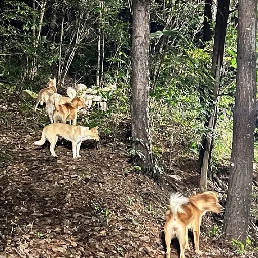 A pack of dogs is spotted near dormitory buildings on the Seoul National University campus, in South Korea.