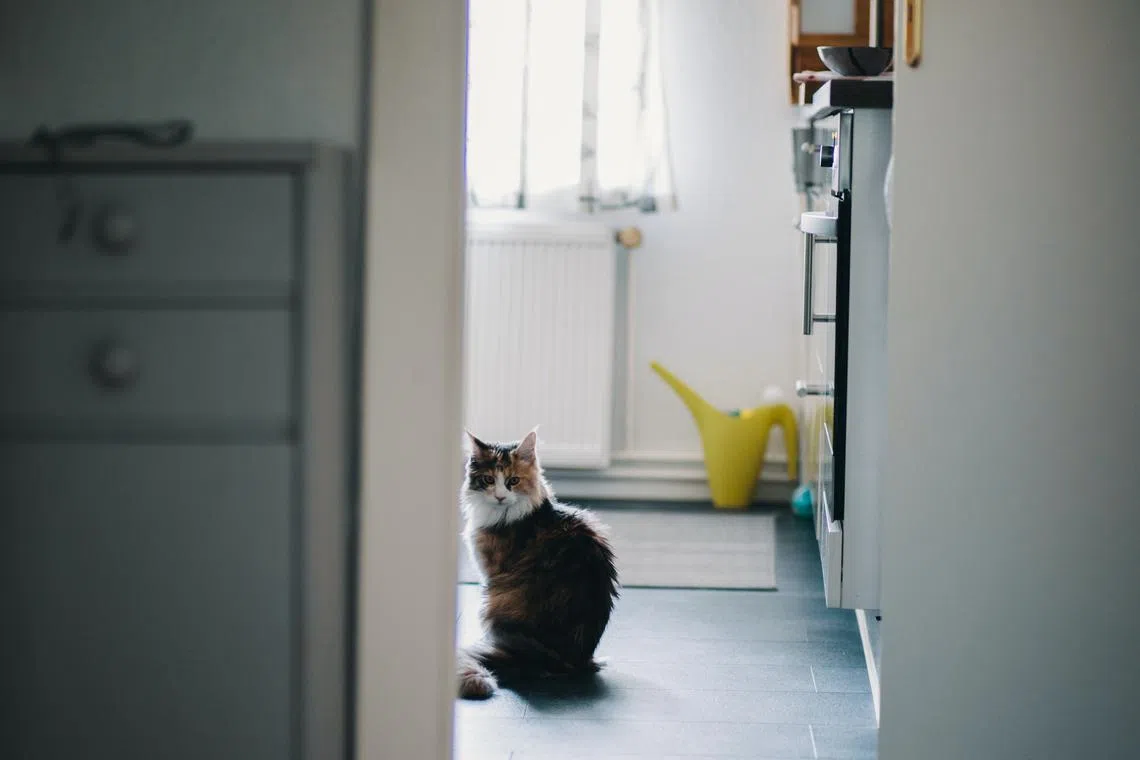 Officials urged pet owners to take special care when leaving their animals home alone.