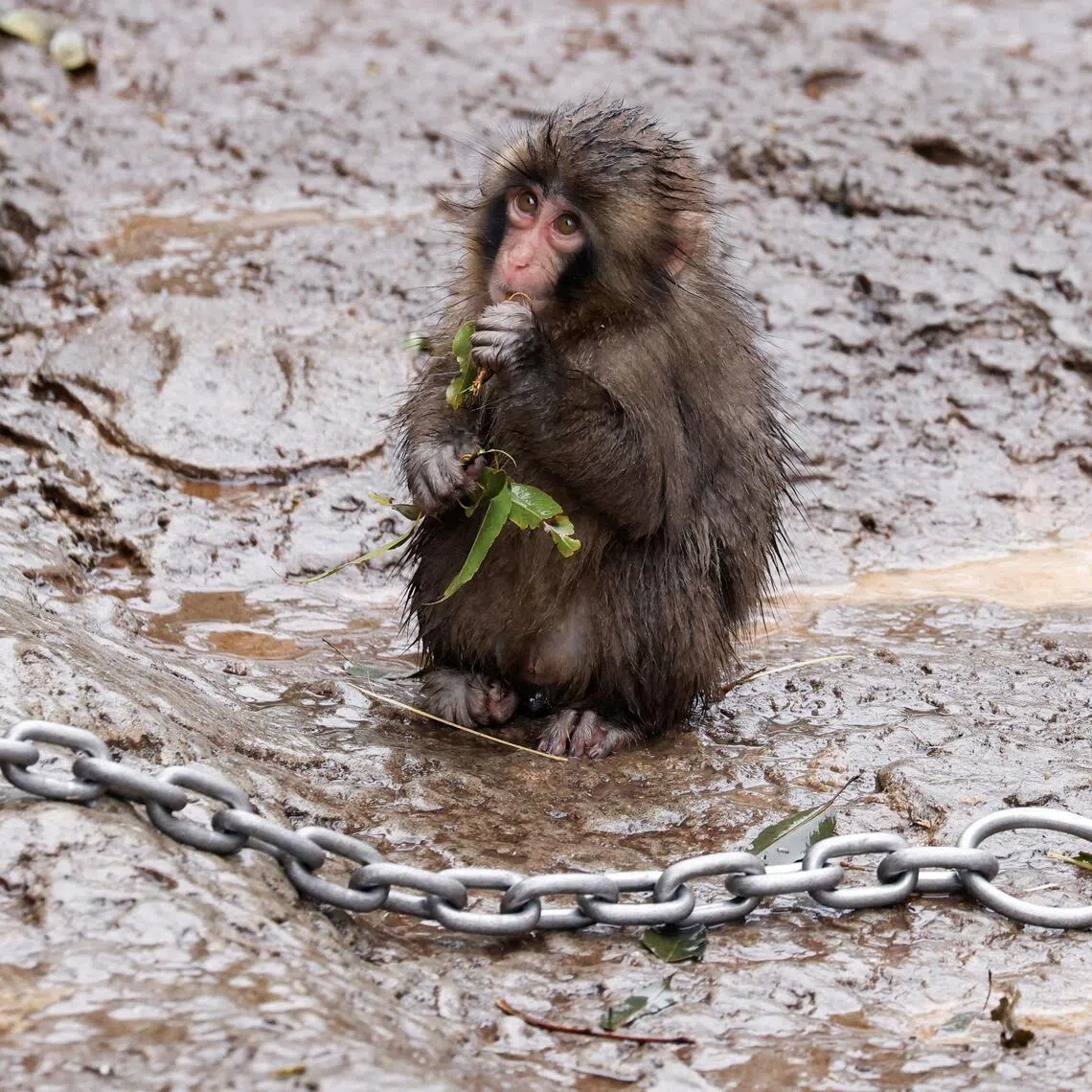 Punch, a macaque, went viral after he was seen clinging to a stuffed orangutan after his mother abandoned him at birth.