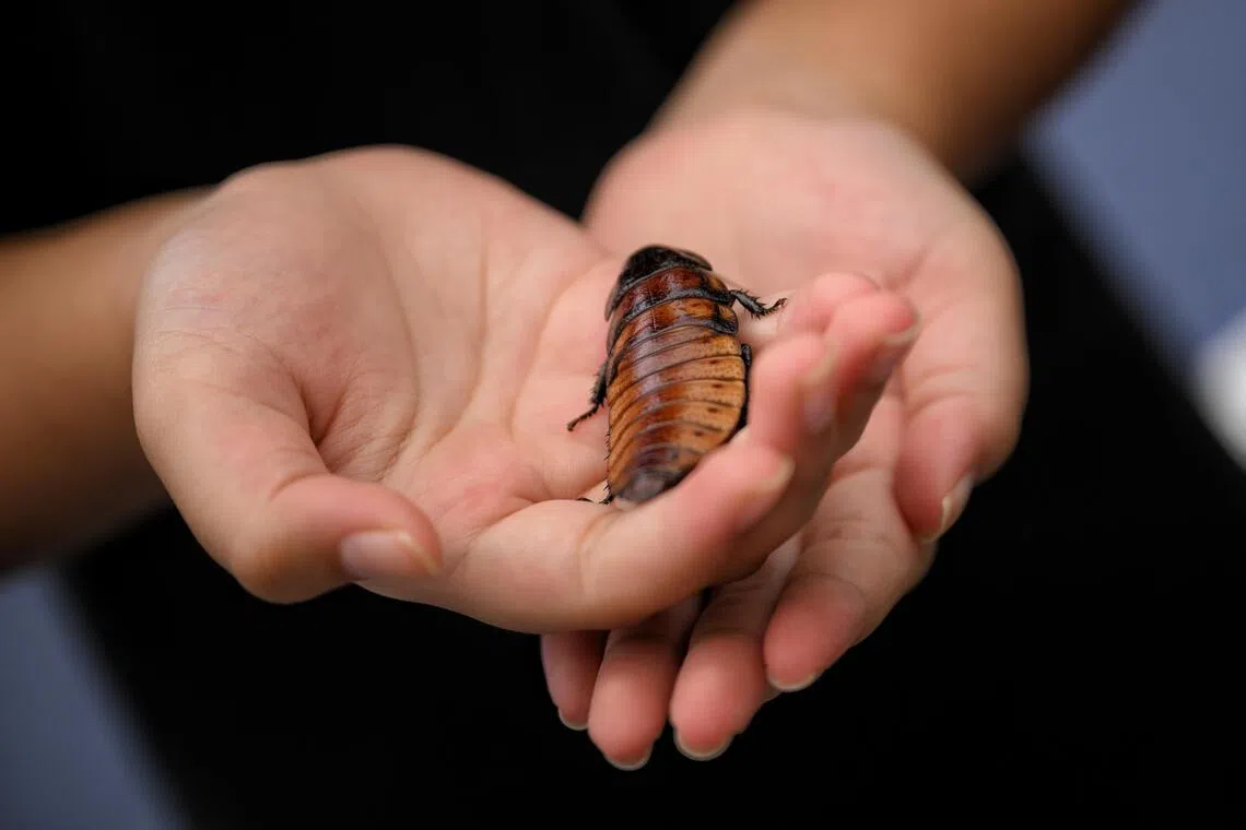 A girl holding a Madagascar hissing cockroach at the Tiny Kingdom booth.