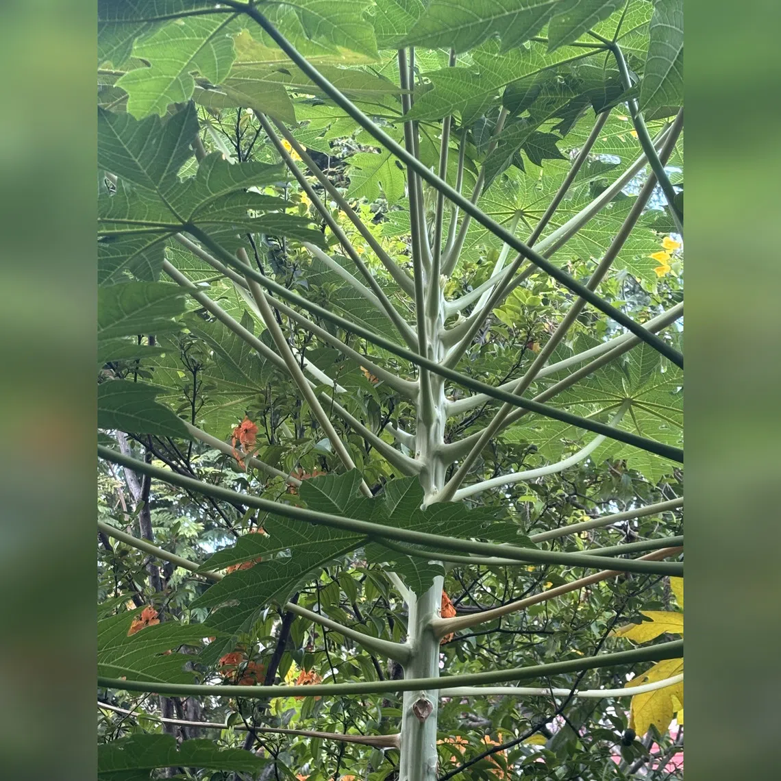 This plant is not producing fruit as it has no male flowers.