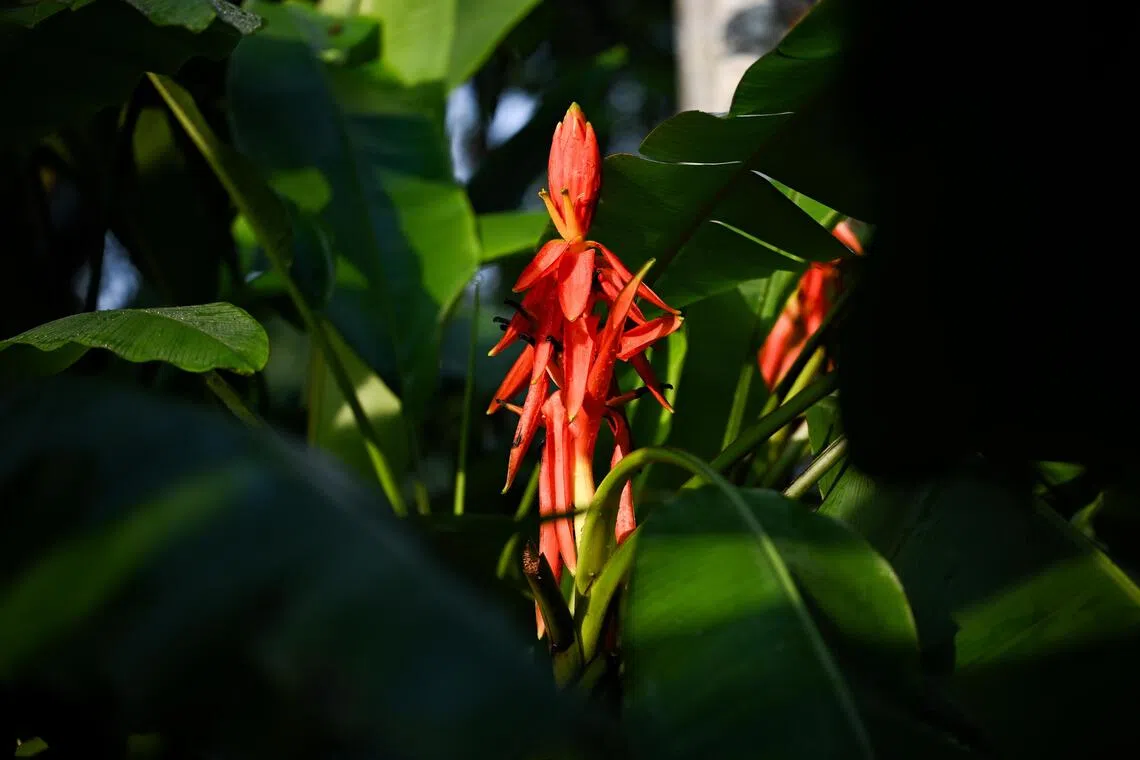 The inflorescences of Musa haekkinenii, with bright orange-red bracts, are highly ornamental.