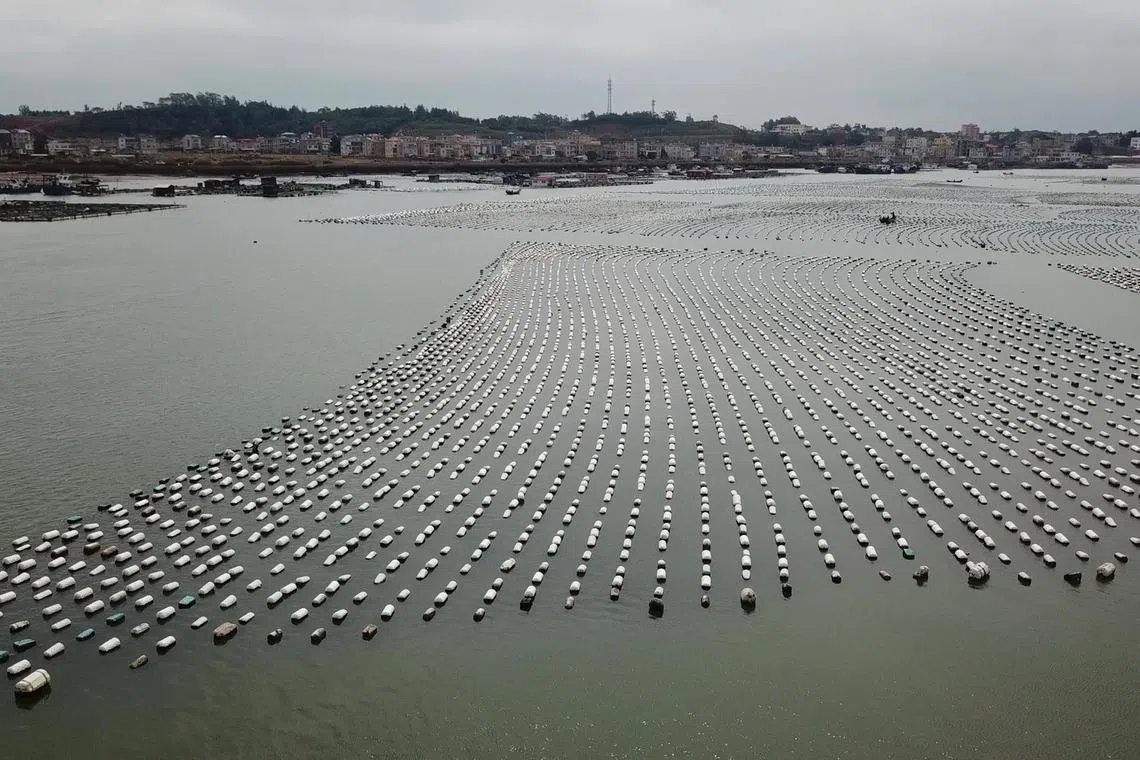 Floating sea cages at Oceanus Group’s facility in China’s Fujian province. Artificial light is used to stimulate the abalones to release sperm and eggs. The juvenile abalones are hatched in an indoor land-based farm that is equipped with smart sensors to monitor water quality and ensure optimal growth conditions. The young abalones are then moved to floating sea cages to grow to maturity.
