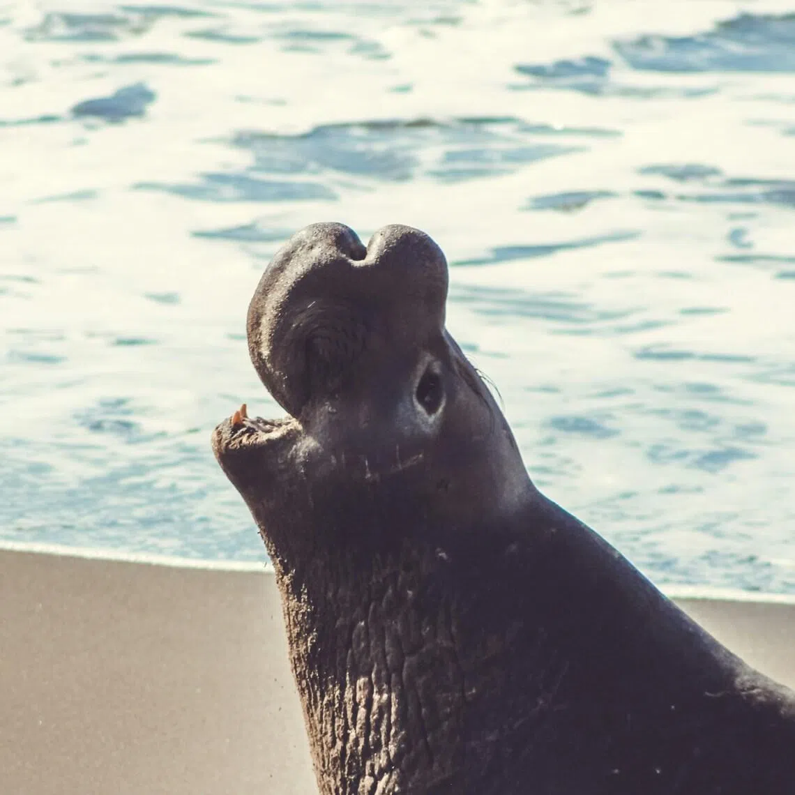 The colony of elephants seals at Año Nuevo is one of the world's most well-studied.