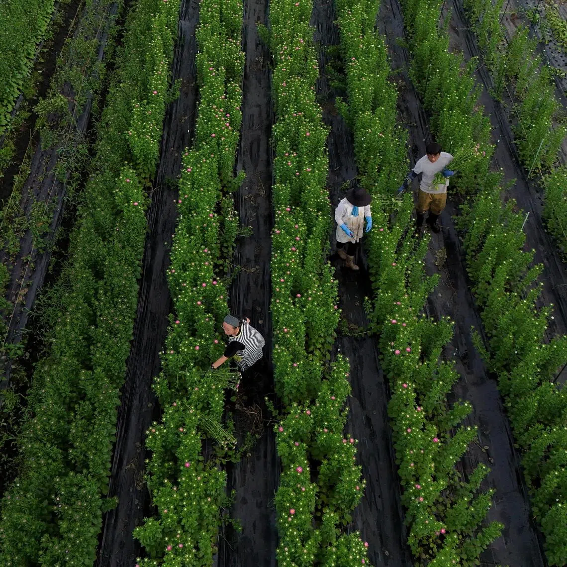 Raccoons caused 84.06 million yen worth of crop damage in Osaka Prefecture in fiscal 2024.