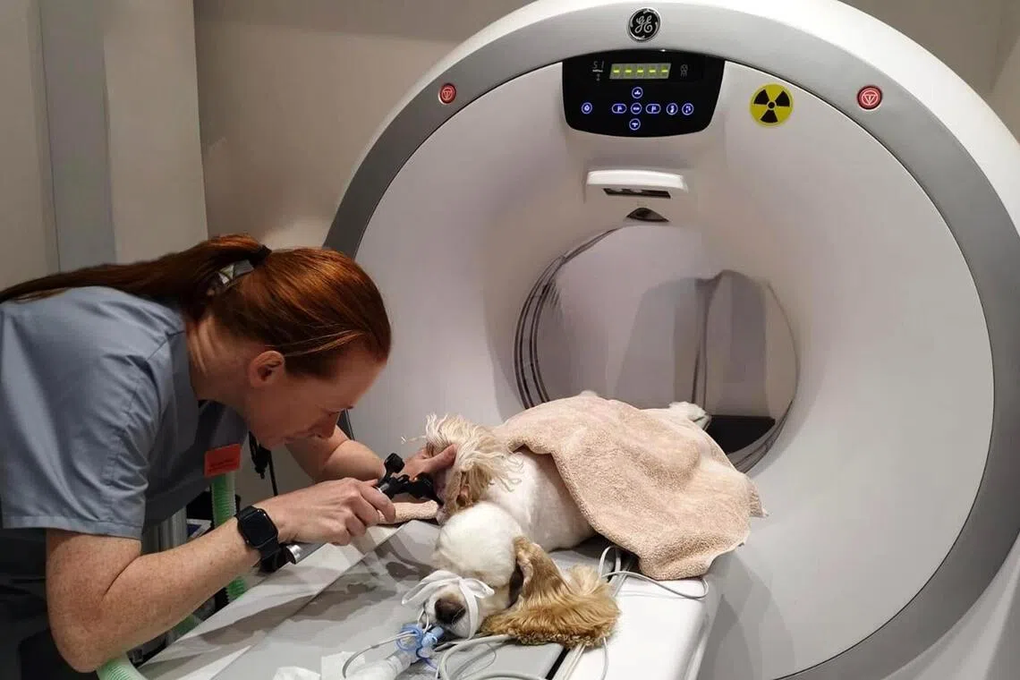 vet30 - carly mason: Dr Carly Mason is a specialist dermatologist at Landon Veterinary Specialist Hospital | Pet A+E.

source/copyright: Landon Veterinary Specialist Hospital | Pet A+E
free for publicity use