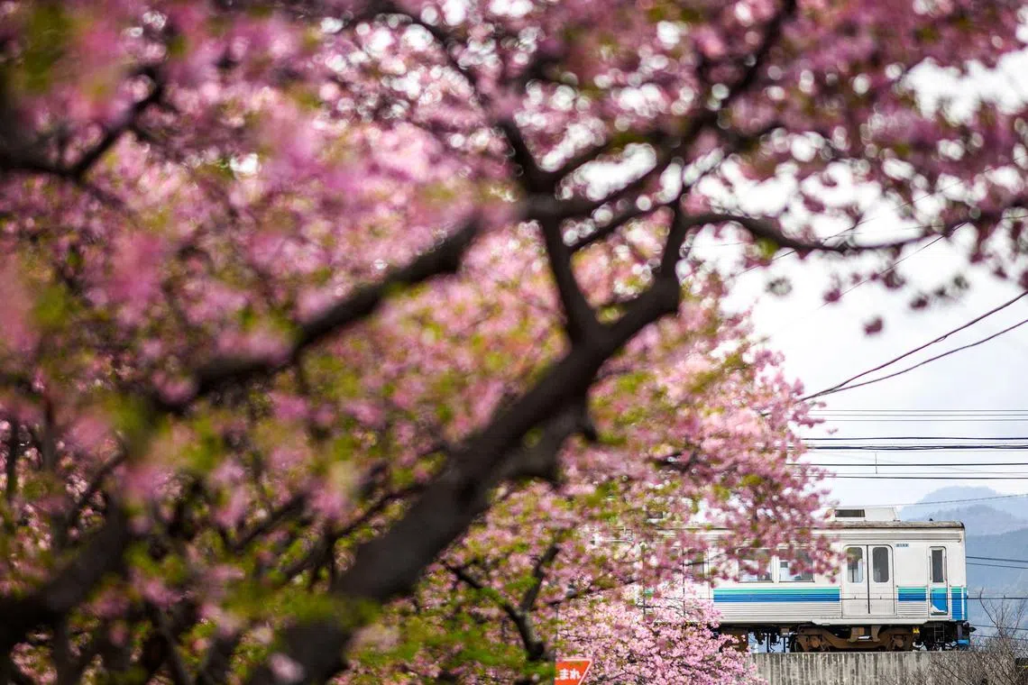 The first direct flight from Singapore to Narita on Air Japan commences on 27 April.
