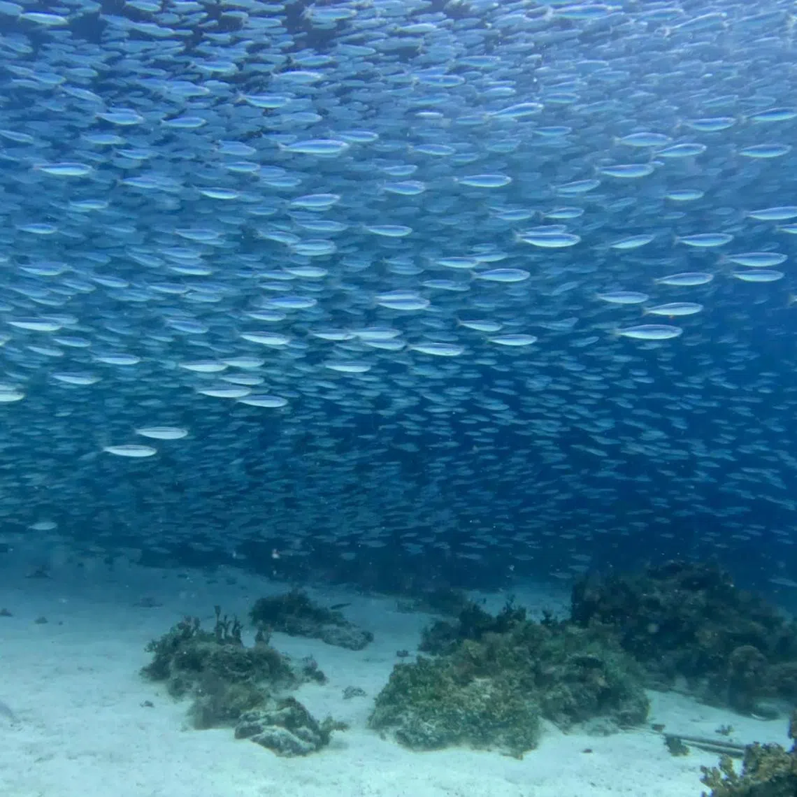 klbohol - A school of sardines passing by during one of our dives


ST PHOTO: ANG KAI LIN