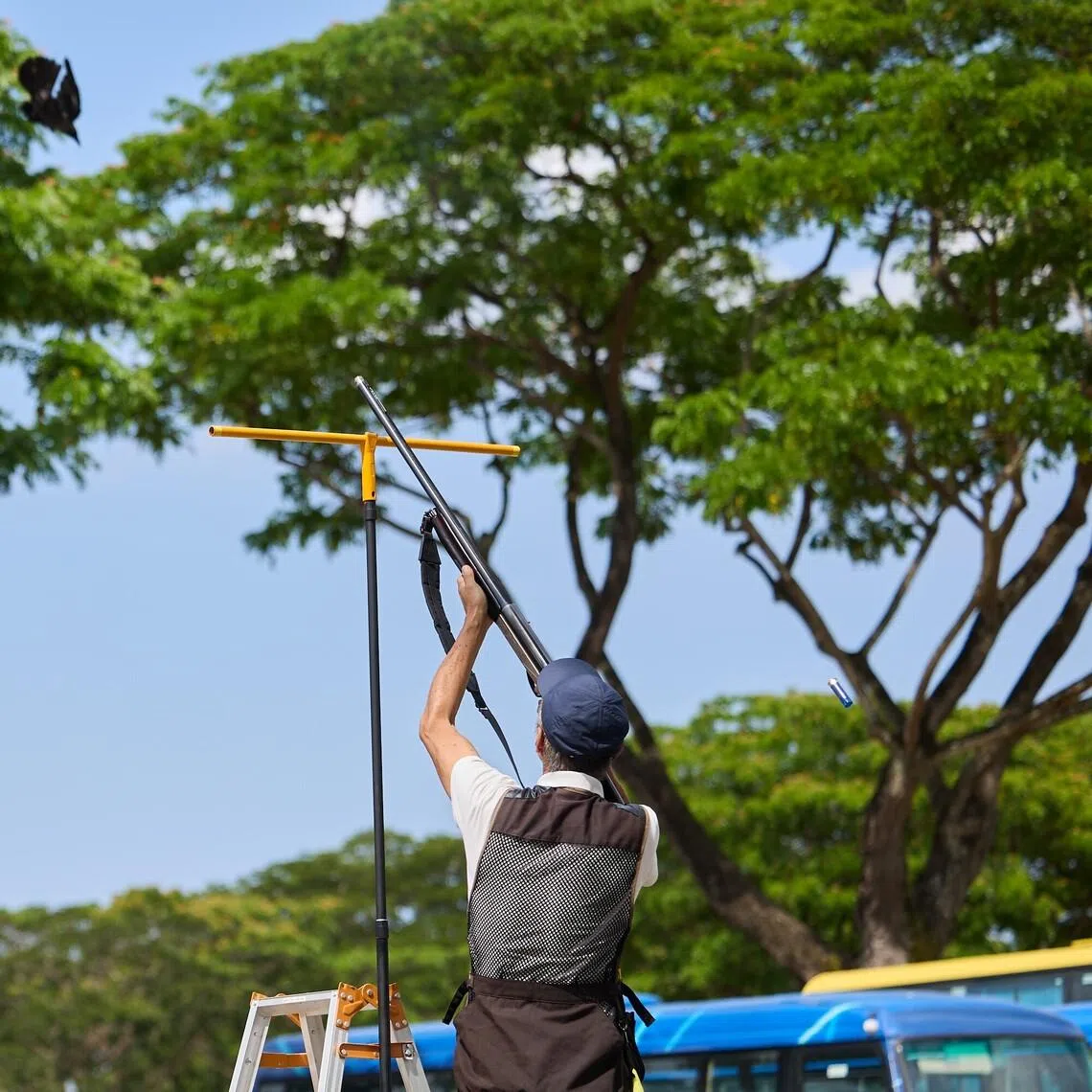 Based on the authority’s latest population survey, the number of house crows was about 160,000 in 2024 – more than 20 times the population in 2016.