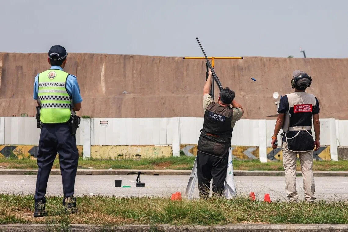 Wildlife management contractors culling crows at Bulim Heavy Vehicle Park on April 2.
