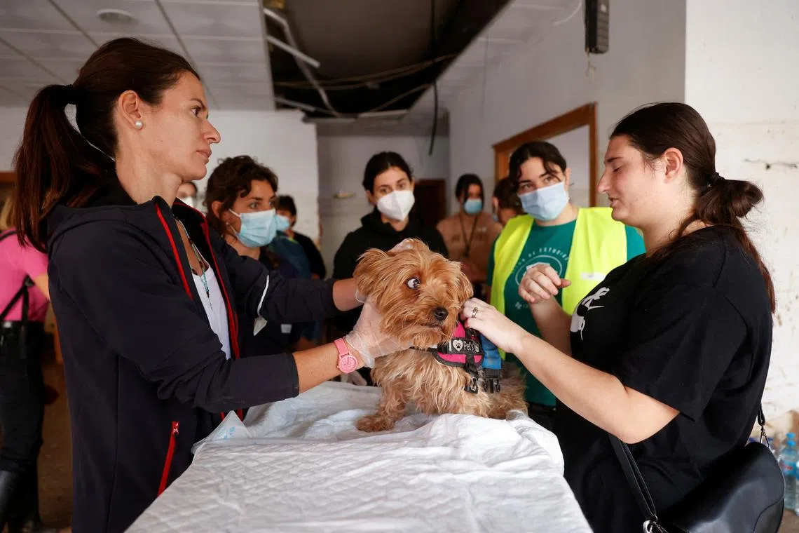 Dolly the puppy receives veterinary treatment at a makeshift clinic in Paiporta, Valencia, Spain November 6, 2024. REUTERS/ Eva Manez