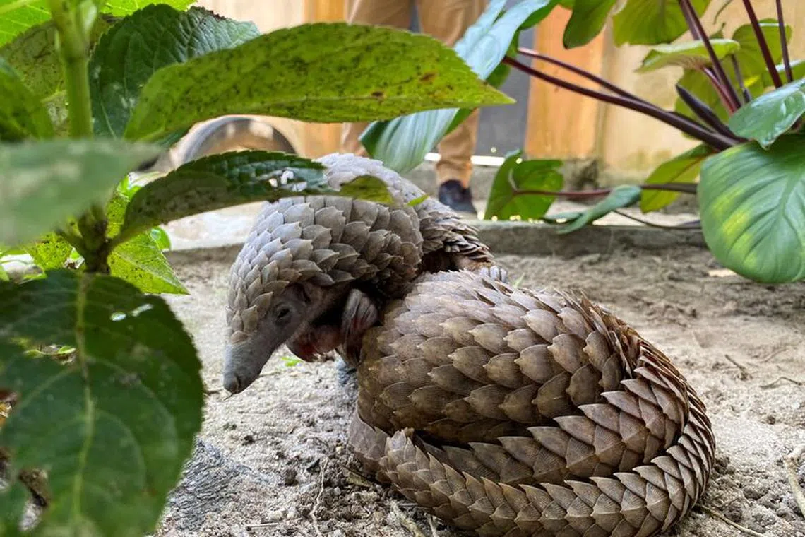 FILE PHOTO: A rescued pangolin bought off a wildlife seller is seen resting at the Green Finger Garden in Lagos, Nigeria July 29, 2020. REUTERS/Seun Sanni