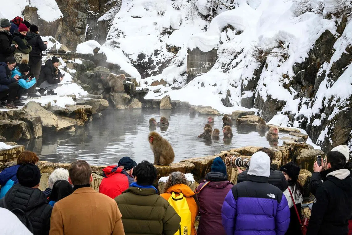 Japan ‘snow monkey’ park to cap visitors after overcrowding, bad behaviour