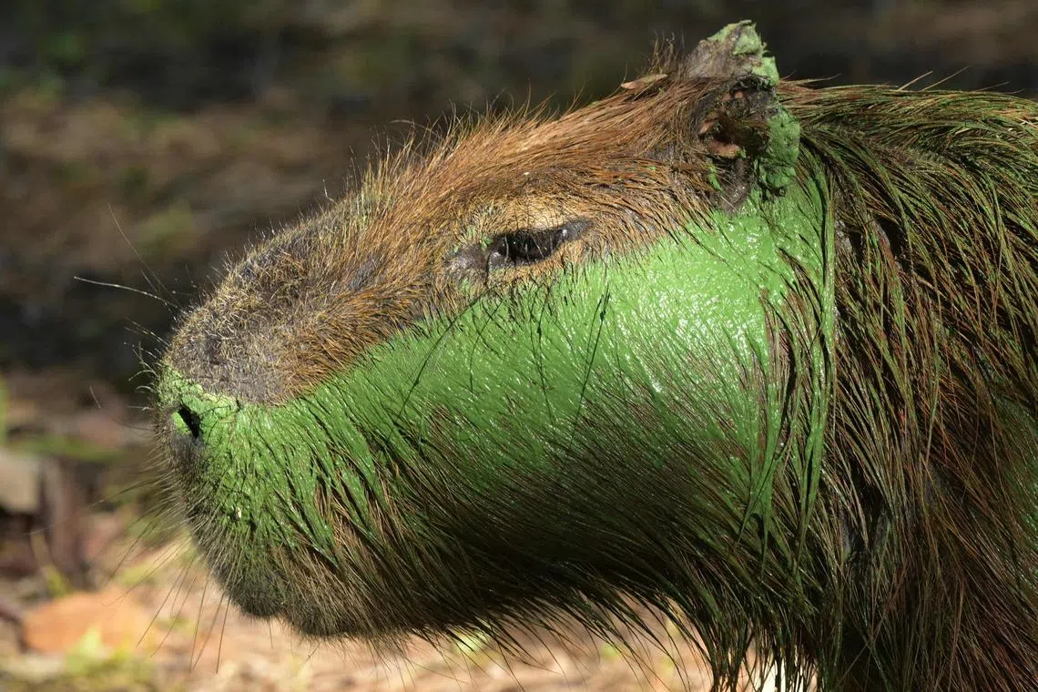 Capybaras (Hydrochoerus hydrochaeris) are covered in bright green slime due to cyanobacteria in the waters of the Salto Grande lake, an artificial body of water made by the hydroelectric dam on the Uruguay River, near Concordia, Entre Rios, Argentina on February 13, 2025. (Photo by JUAN MABROMATA / AFP)