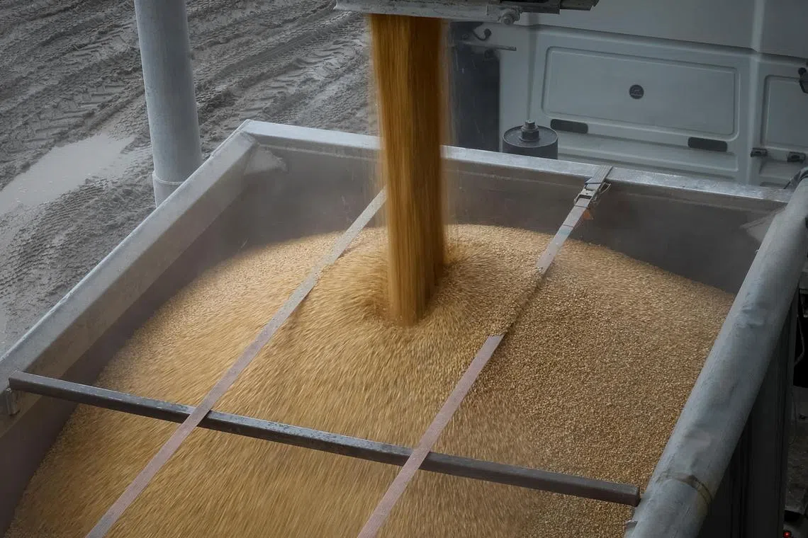 Corn is poured into a truck, at a grain storage facility in Ukraine's Khmelnytskyi region.
