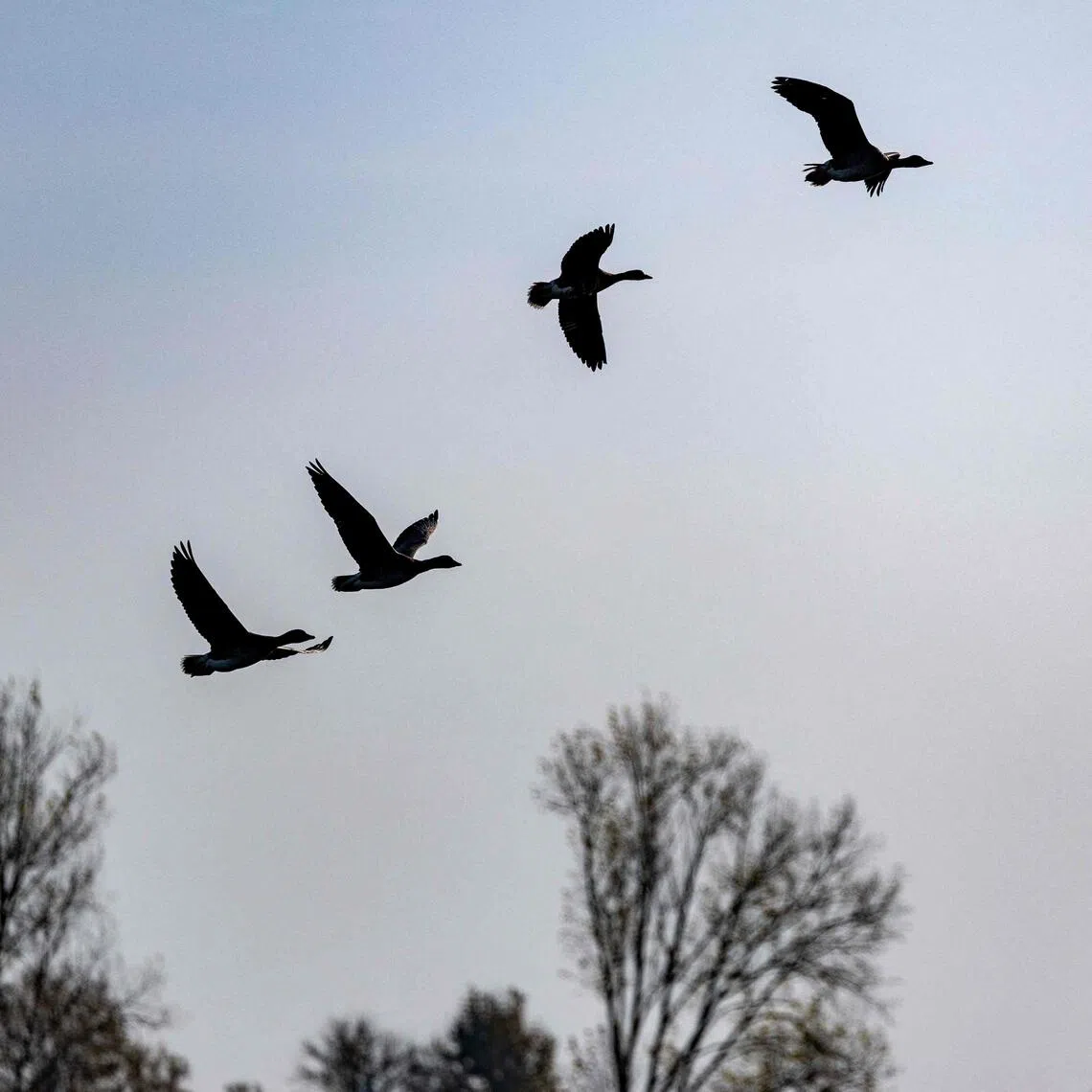 The disease is spreading rapidly in Europe, with the highest number of countries in at least a decade reporting early outbreaks