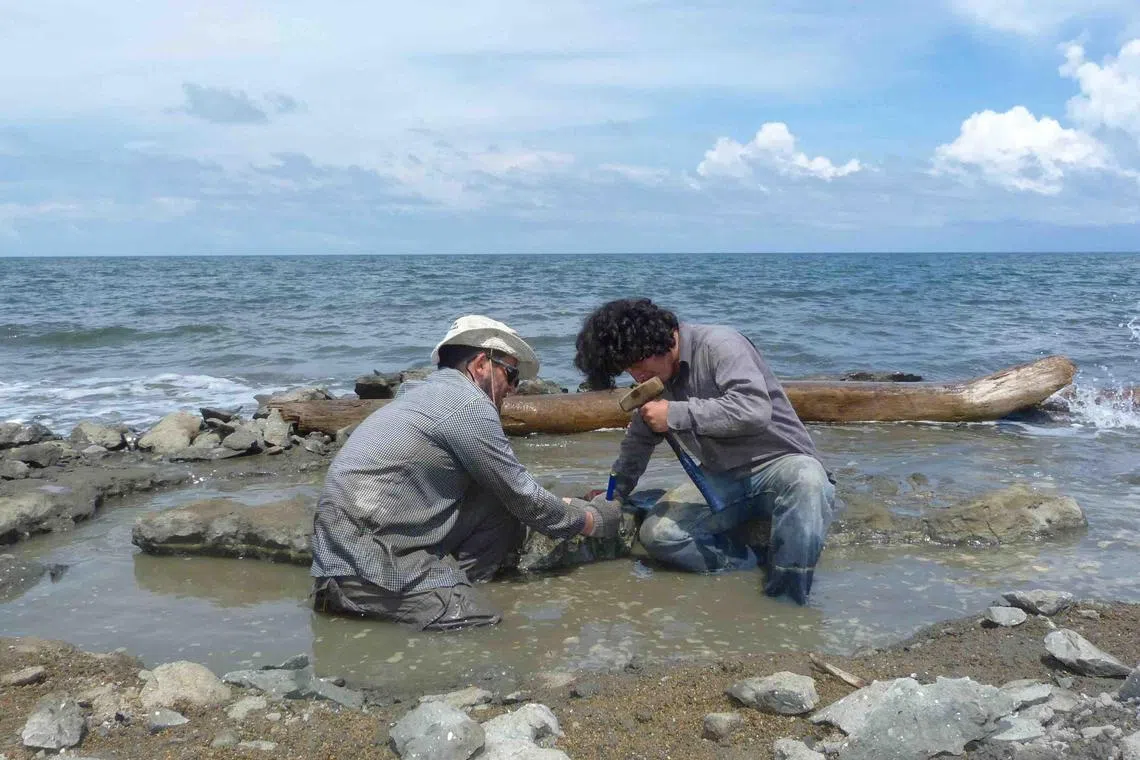 Researchers excavate the 6 million year old fossil remains of a sea turtle of the genus Lepidochelys near La Pina along the Caribbean coast of Panama.
