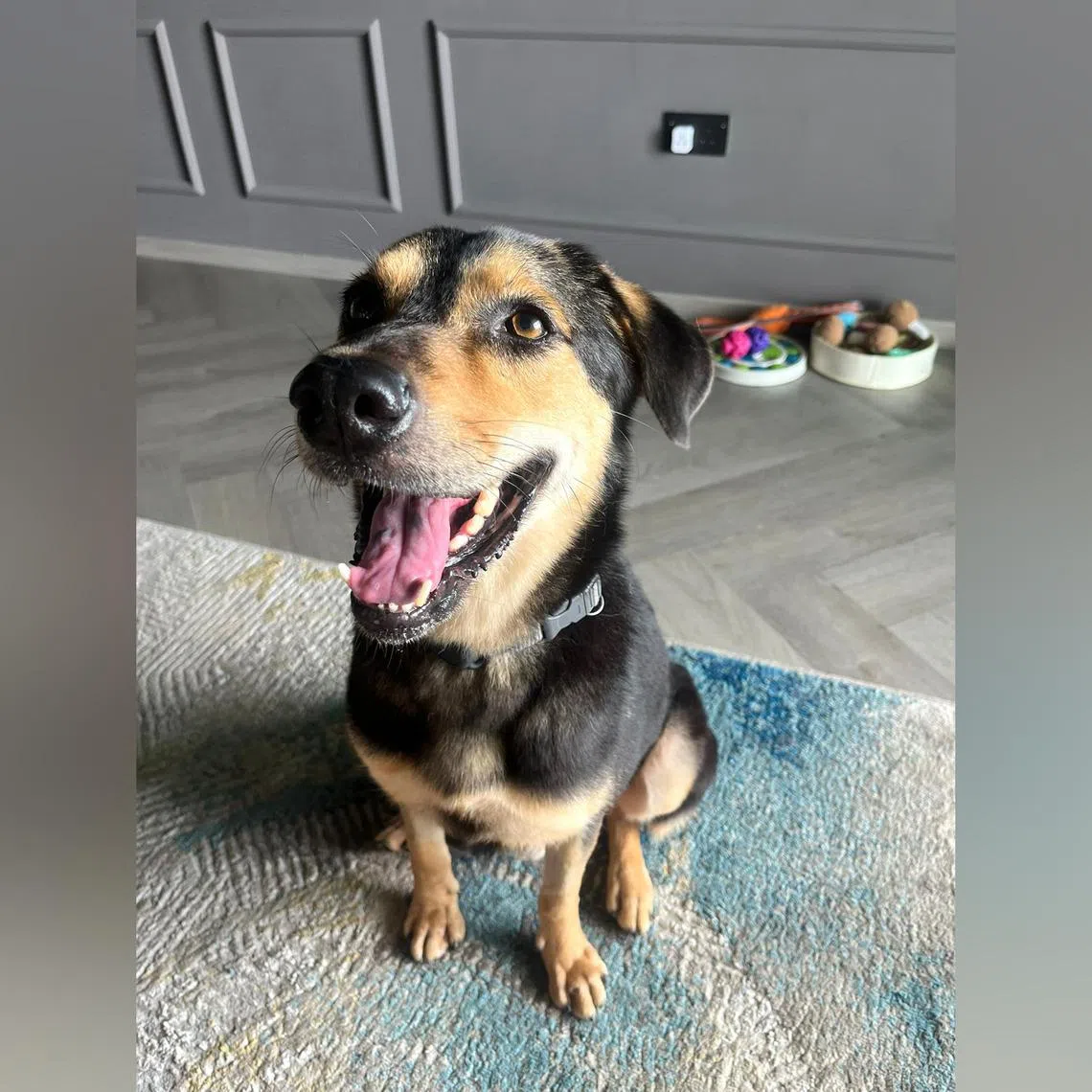 Orrie, a seven-year-old Singapore Special, is looking for a forever home.