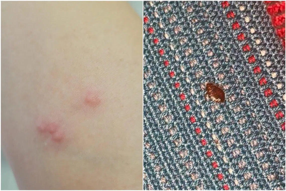 For airline passengers, there are rules surrounding issues such as delays and cancellations, but not for insect infestations.