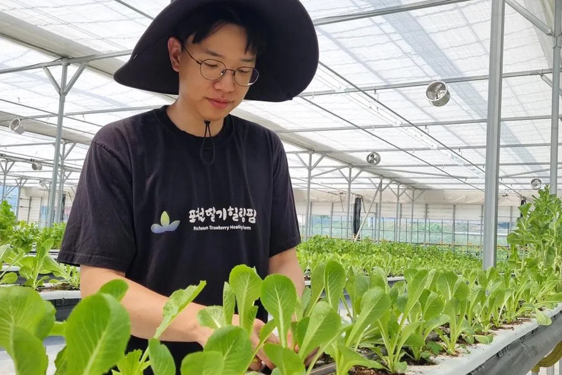 mcfarm - Mr Kang Tae-yang is among a growing group of young Koreans who chose to work in smart farms instead of pursuing cushy white-collar jobs.




Credit: Courtesy of Kang Tae-yang