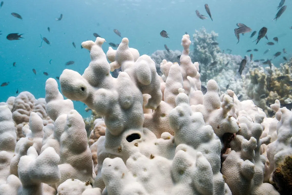 FILE PHOTO: Bleached corals are seen in a reef in Koh Mak, Trat province, Thailand, May 8, 2024. REUTERS/Napat Wesshasartar/File Photo