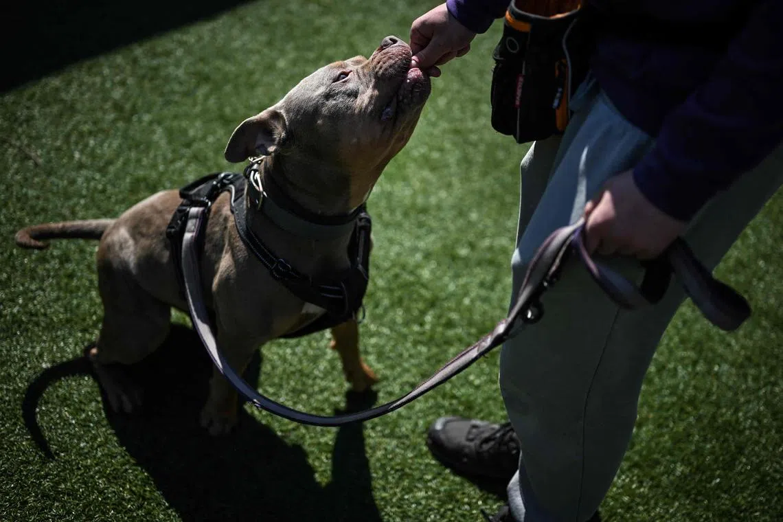 A member of staff plays with Astro, an American Pocket Bully, at the Mayhew animal shelter in west London, on April 3, 2025. Britain is a nation of dog and cat lovers -- half the adult population has a pet, according to the RSPCA, the world's oldest animal welfare organisation. But it says pet abandonment in the UK is up due to sustained cost of living pressures and changing habits following the Covid pandemic. (Photo by Ben STANSALL / AFP)