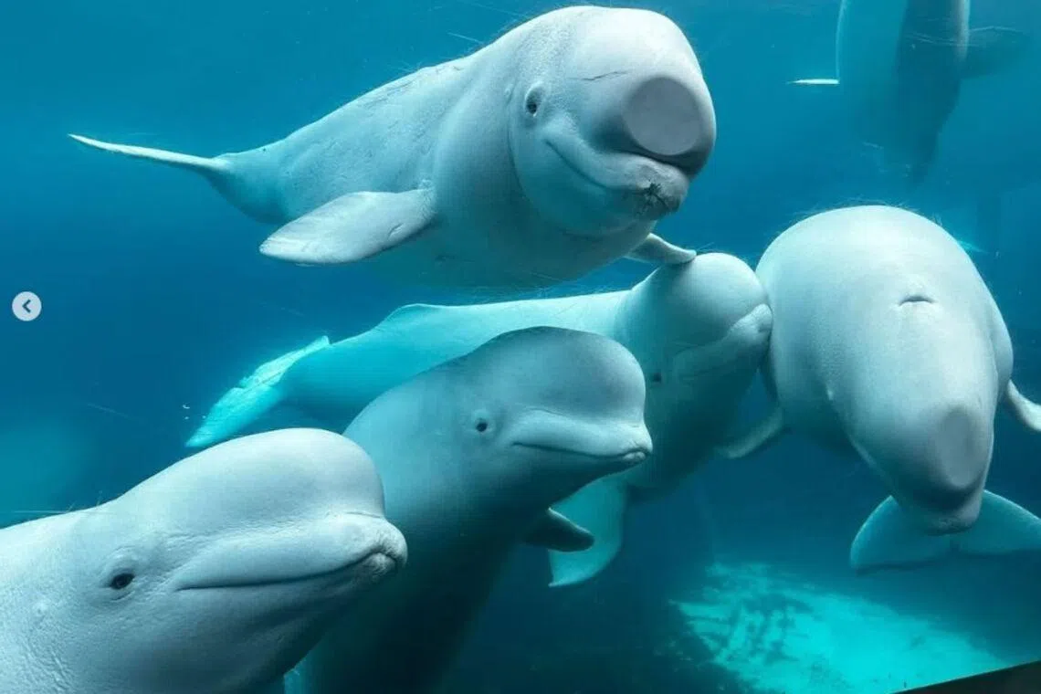 Canadian beluga whales could find new homes in the US