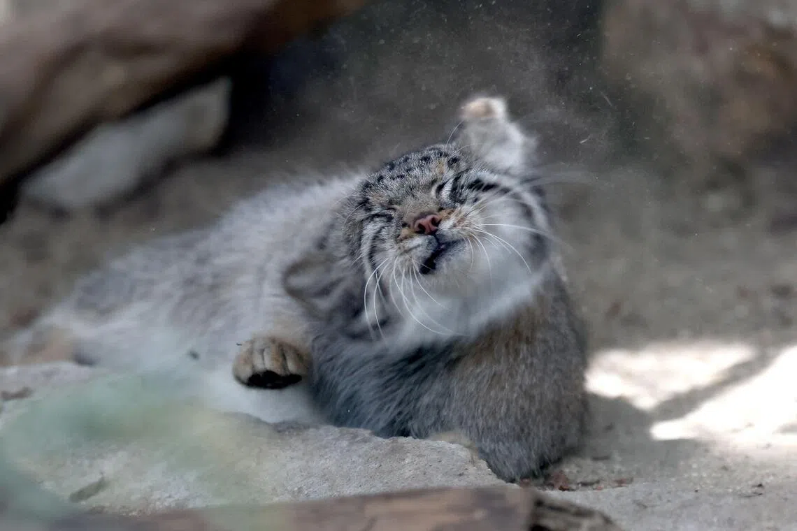Pallas’ cats are believed to be one of the oldest living cat species.