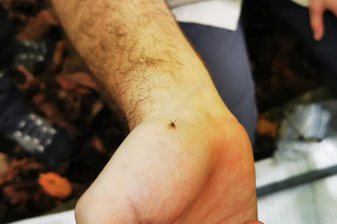 Ticks are bead-sized parasites that can transmit diseases as they latch on to animals and feed on their blood.