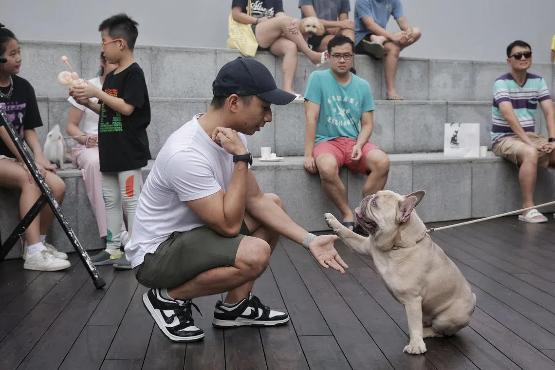 Mr Justin Yiu, 34-year-old product head, and his 3.5-year-old French bulldog Sesame demonstrating a handshake during a talent contest at D’Leedon Condominium on Dec 30, 2023. 