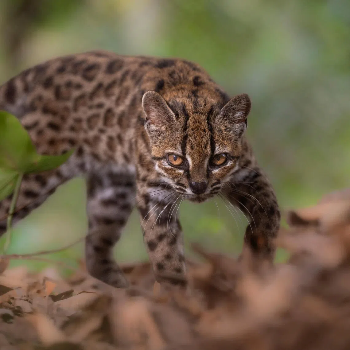 Researchers used genetic data to confirm that the cat is a new species, and gave it the scientific name Leopardus tilcayo, retaining its local name.