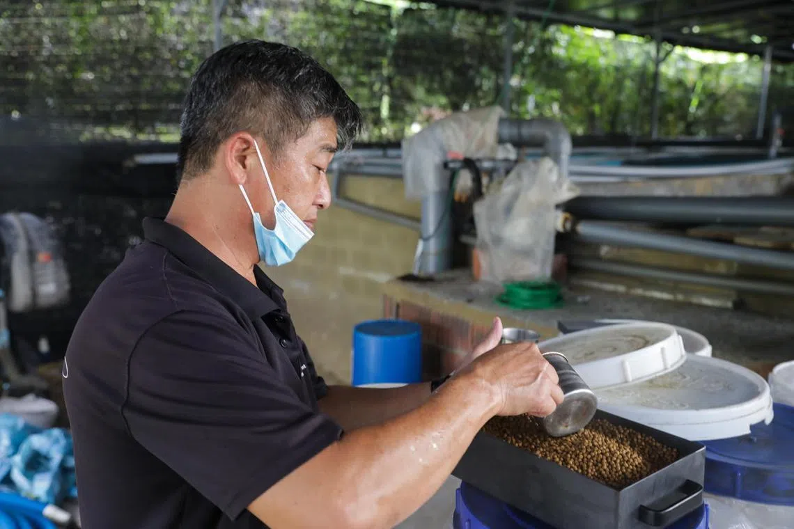 ST20230111_2023248939902/ltebizu11/Lucas Tan/Ryan Chiong

Co-founder of Ebizu Fish Farm, Mr Lim Kim Chwee, 55, storing fish feed in a box made from JAH Tech's ceramic material. Feed stored in the box is said to be healthier for the fishes, which will in turn be healthier for consumers.
//
JAH Tech's launched a line of new ceramic products in a fish farm on Jan 11, 2023. Some of the products are used in fish farming and aquaculture to promote the health of fish without requiring energy.