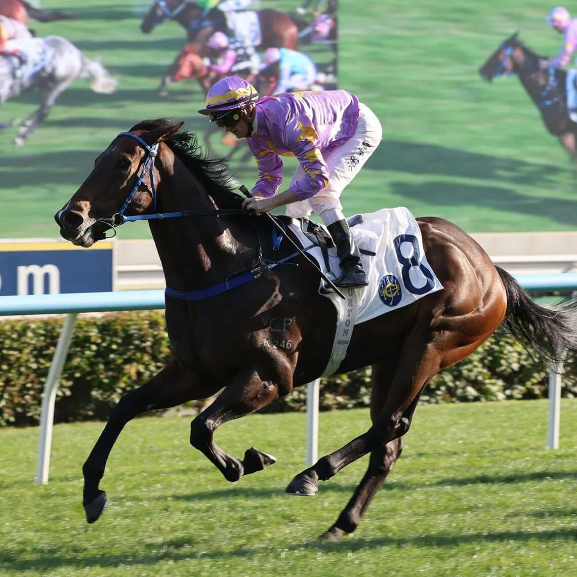 hkprev27 - Little Paradise and Zac Purton have formed a lethal partnership, securing four wins from six pairings. They recombine in the Celebration Cup (1,400m) at Sha Tin on Sept 27.
PHOTO:  HKJC