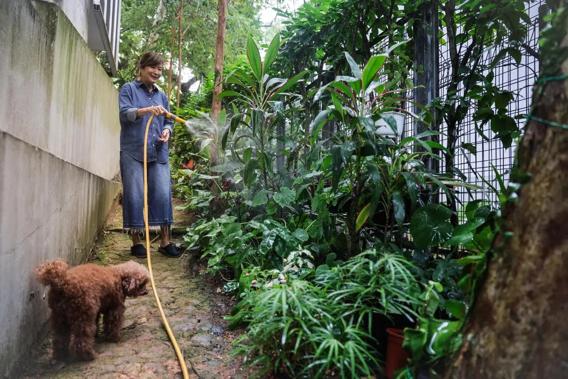 What were once muddy, narrow walkways are solid and steady, with lush foliage spilling over both sides.