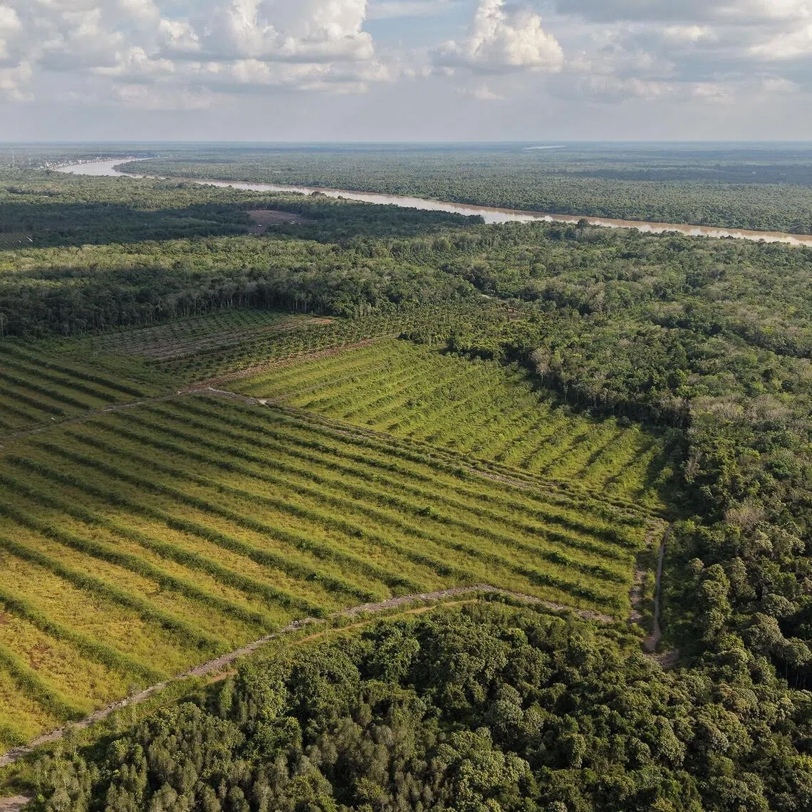 Forest clearance to grow rice in Kalumpang, Central Kalimantan, as part of a government-sponsored rice support programme.  The project failed because the land was on deep peat.