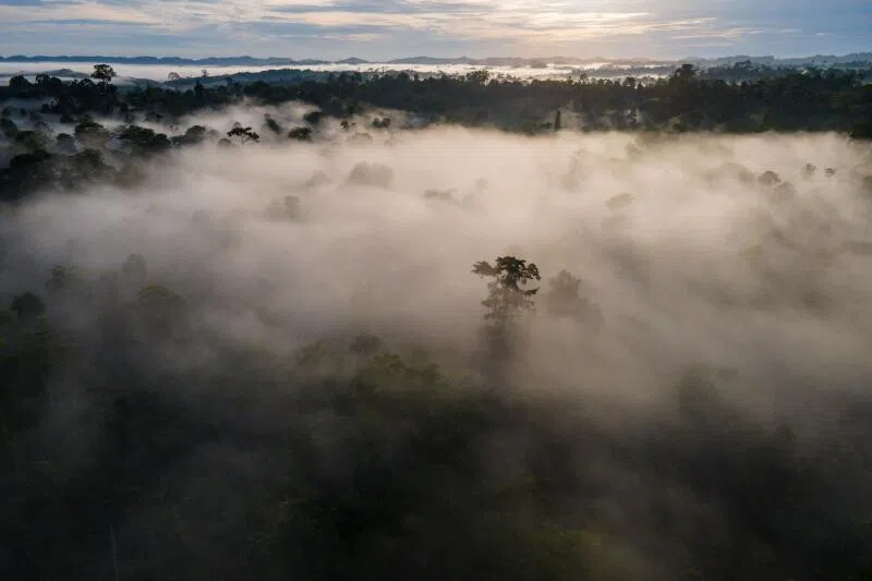 A conservation forest at Rantau Panjang covered in mist, in Eastern Aceh province, on Sept 25, 2025.