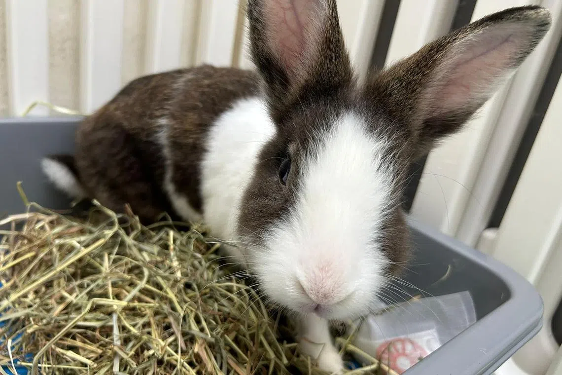 Cruz is available for adoption from House Rabbit Society Singapore.