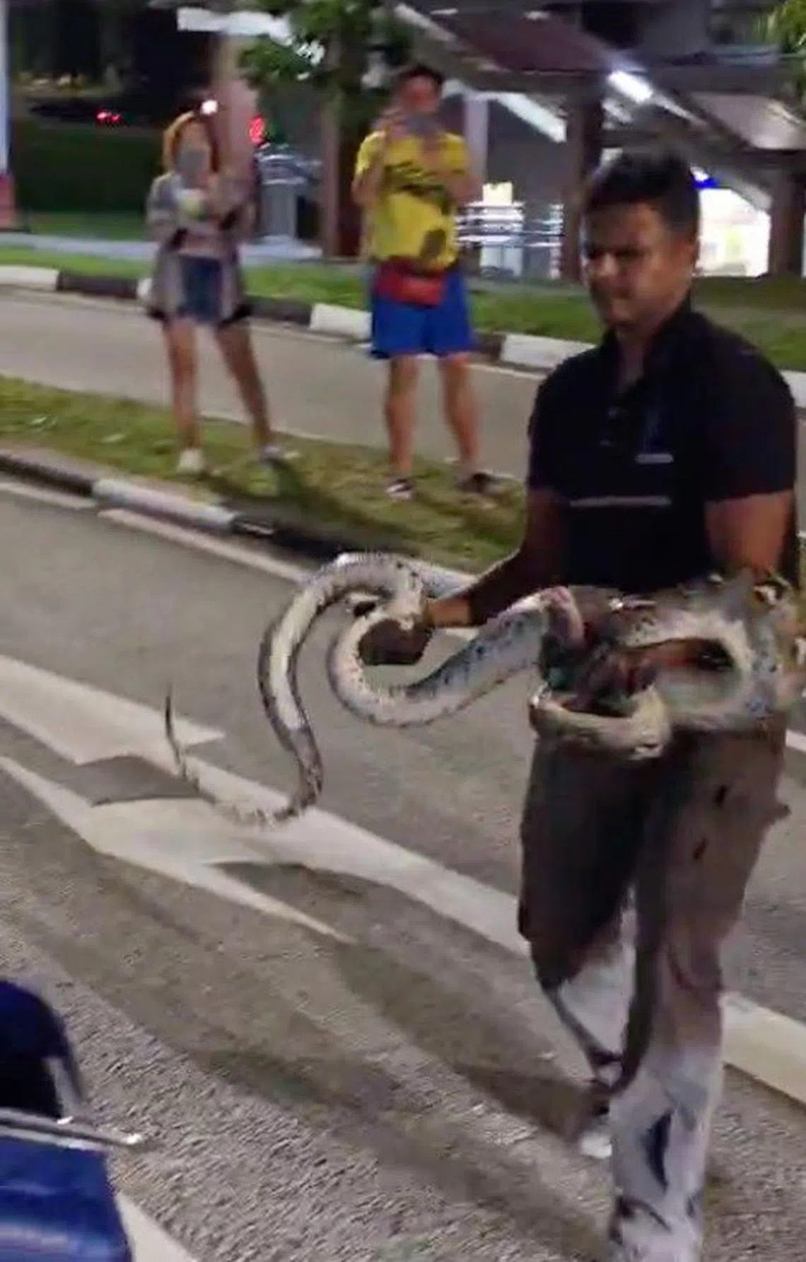 2m-long python seen attacking vehicles in Teck Whye is rescued by Acres ...