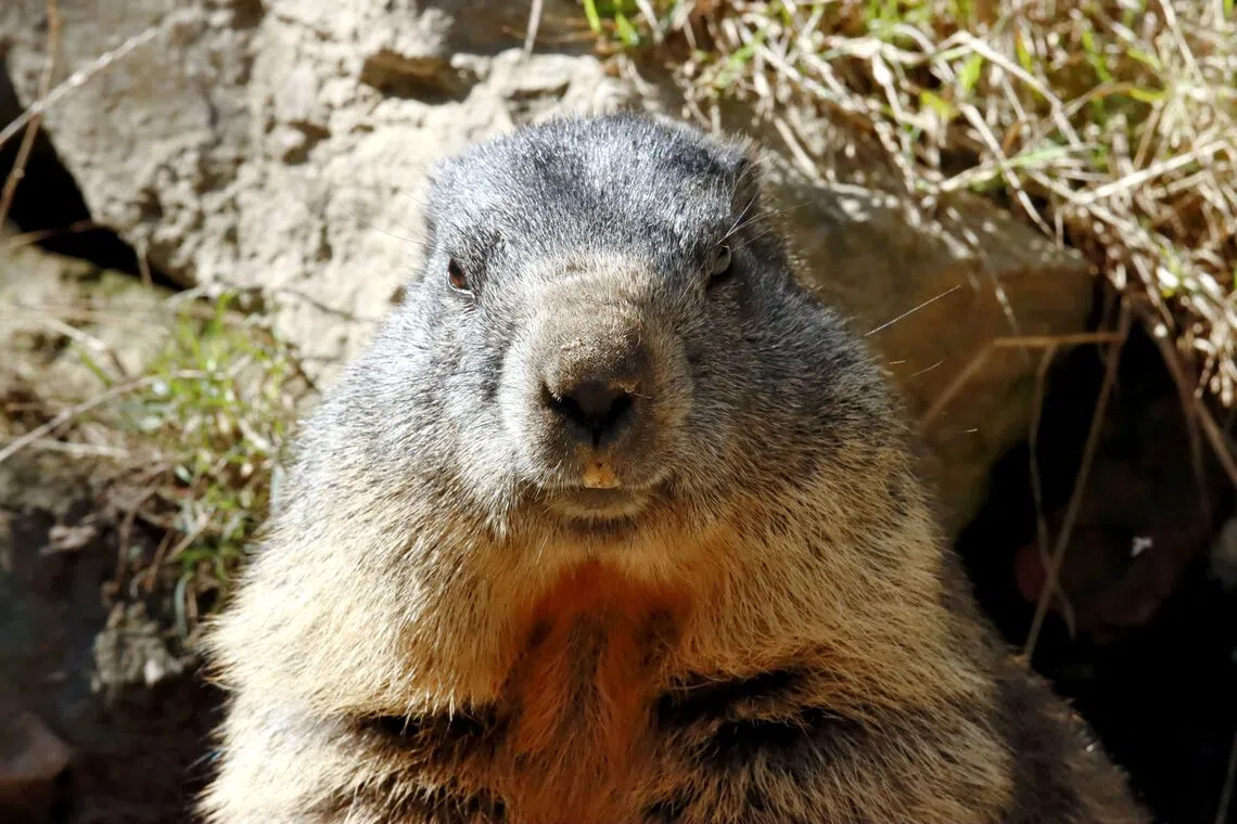 Marmots are the unlikely stars of an OnlyFans page raising money for a project that has fallen victim to US federal funding cuts.