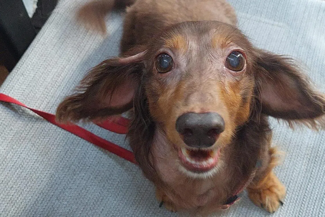With a million dollars, no one would call Sapphi a sausage dog anymore.