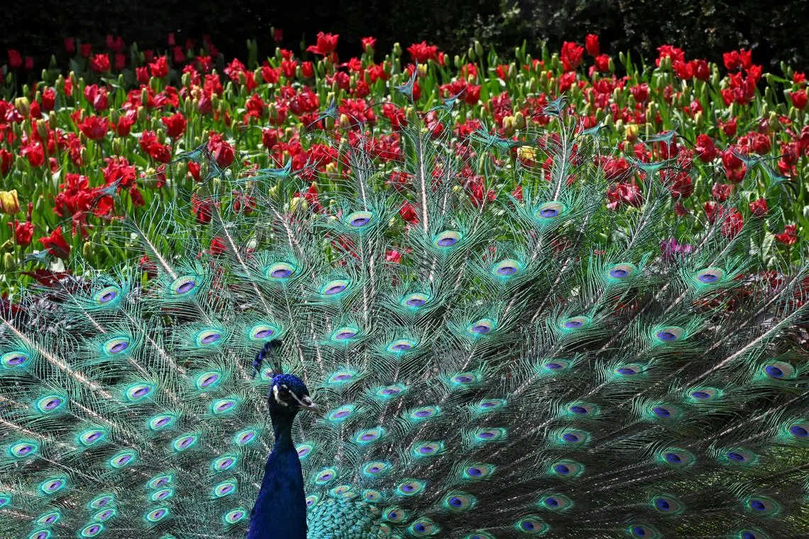 One of two peacocks that remaining from a population of eighteen in Holland Park displaying its plumage as part of an annual courtship ritual, despite there being no females left, in London, Britain on April 25, 2023.