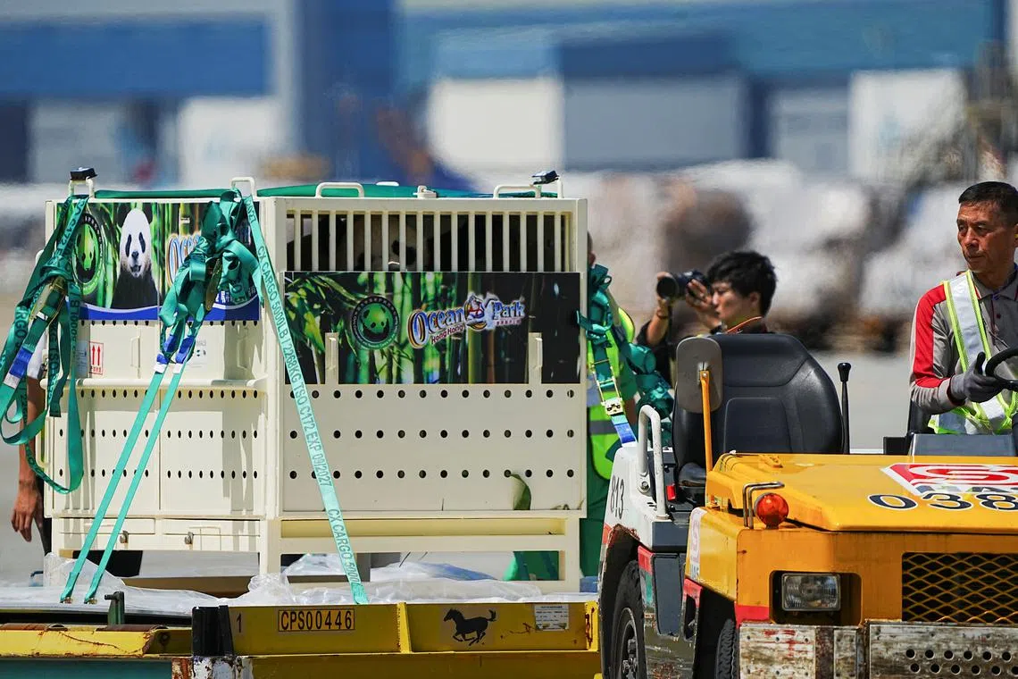 An An, a giant panda, arrives at the Hong Kong International Airport as a gift from China ahead of China's 75th National Day, in Hong Kong, on Sept 26, 2024.